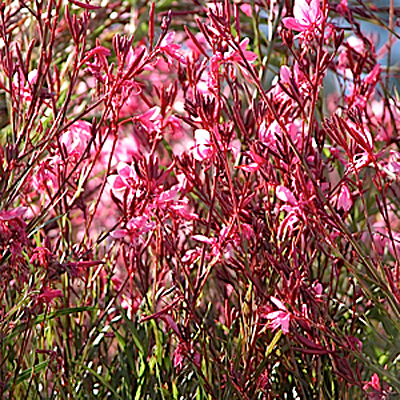 Gaura l. 'Crimson Butterflies'