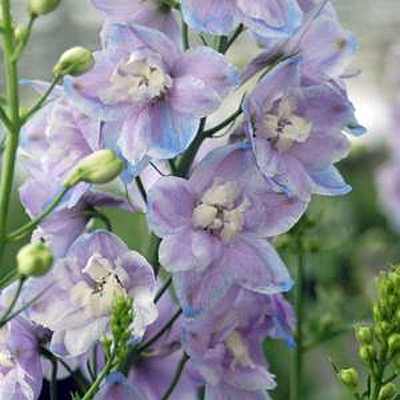 Delphinium x 'Guardian Lavender'