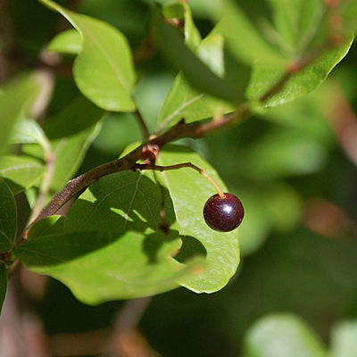 Gaylussacia baccata