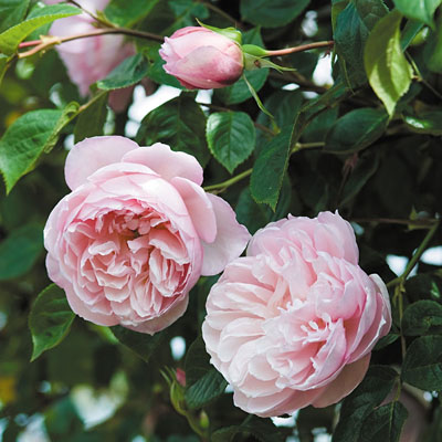 Rosa 'The Generous Gardener'