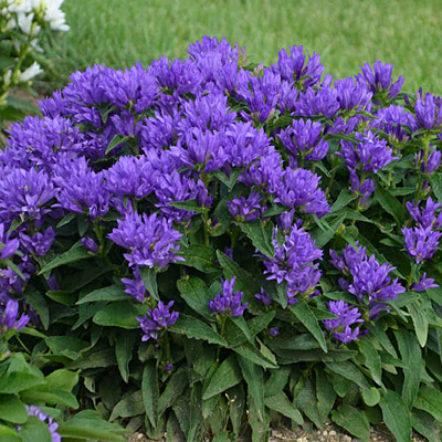 Campanula glom. 'Genti Blue'