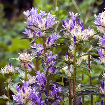 Campanula glom. 'Genti Twisterbell'