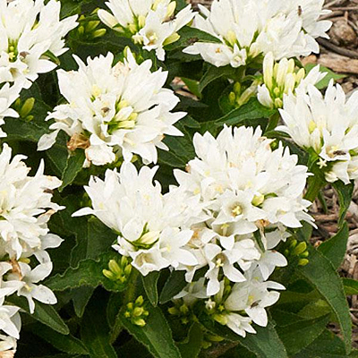 Campanula glom. 'Genti White'