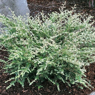 Tsuga c. 'Gentsch White'