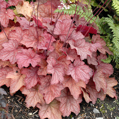 Heuchera x 'Georgia Peach'
