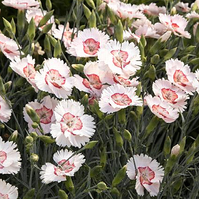 Dianthus x 'Georgia Peach'