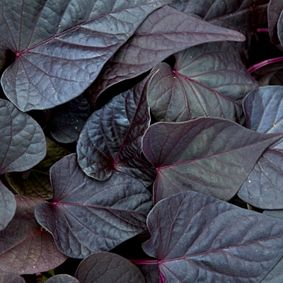 Ipomoea 'Sweet Georgia Purple Heart'