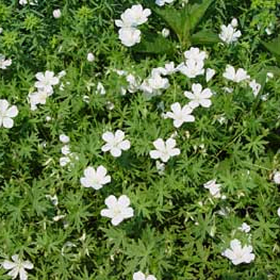 Geranium sang. 'Album'