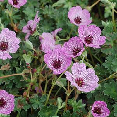 Geranium c. 'Ballerina'