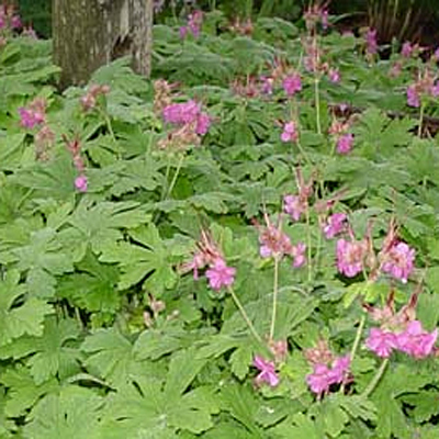 Geranium m. 'Bevan's Variety'