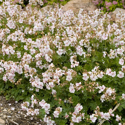 Geranium x c. 'Biokovo'