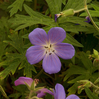 Geranium x 'Brookside'