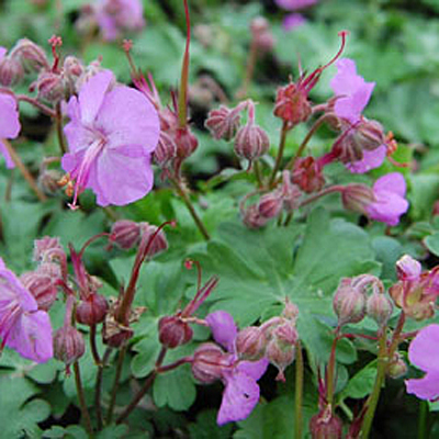 Geranium x c. 'Cambridge'