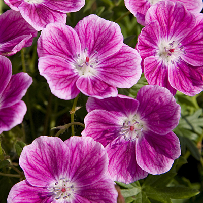 Geranium sang. 'Elke'