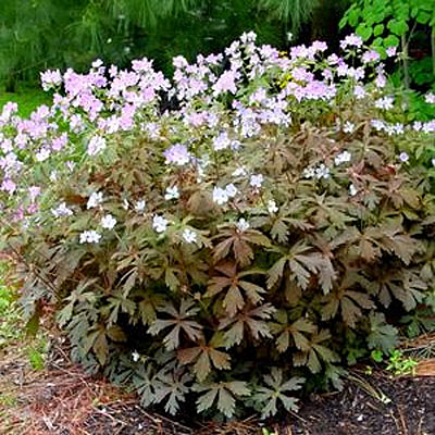 Geranium m. 'Espresso'