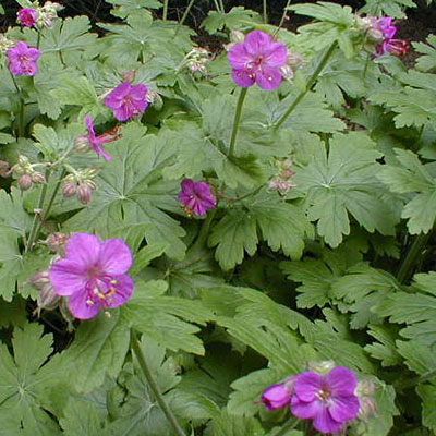 Geranium m. 'Ingwersen's Variety'