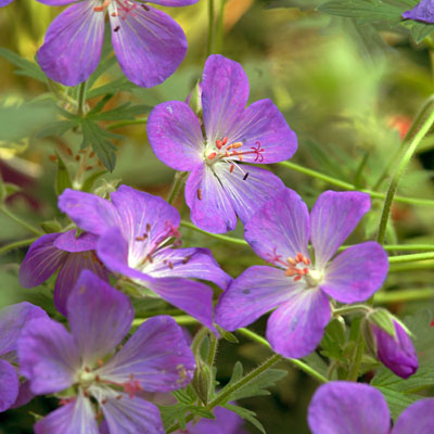 Geranium x 'Johnson's Blue'