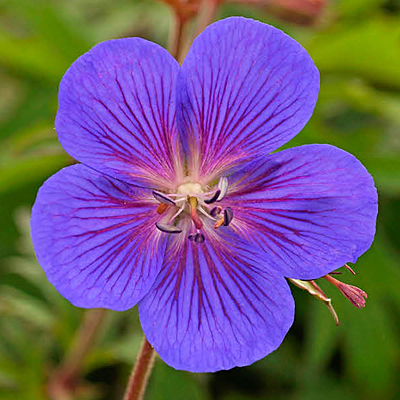 Geranium h. 'Kaya'