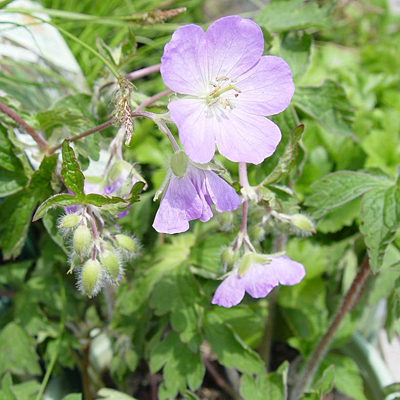 Geranium maculatum