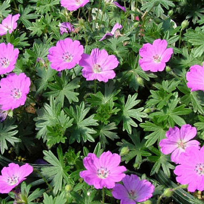 Geranium sang. 'Max Frei'