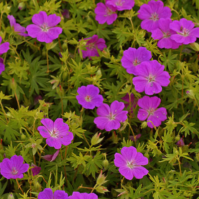 Geranium sang. 'New Hampshire Purple'