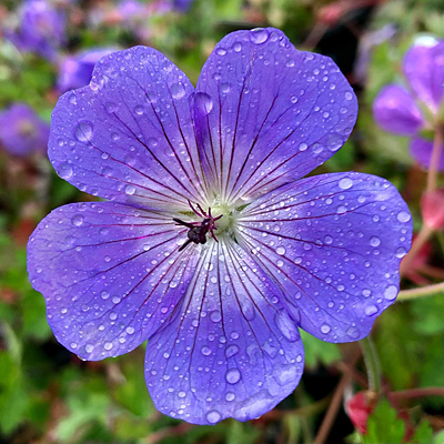 Geranium x 'Rozanne'