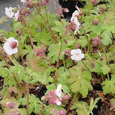 Geranium m. 'Spessart'