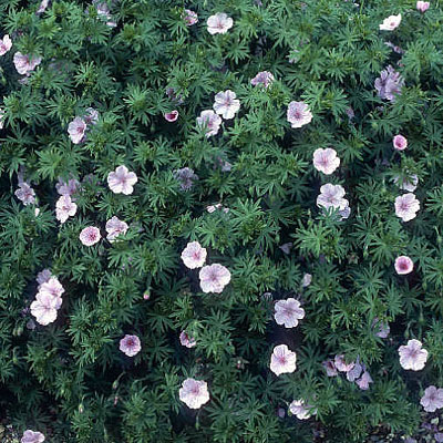 Geranium sang. var. striatum