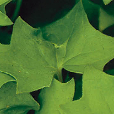 German Ivy