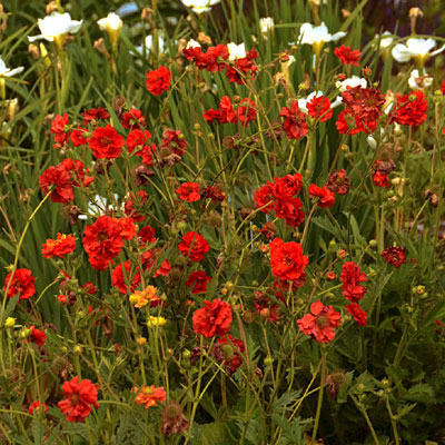 Geum flora plena 'Blazing Sunset'