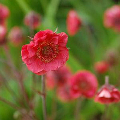 Geum x 'Flames of Passion'