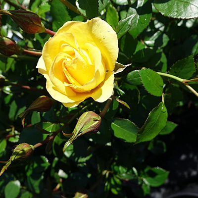 Rosa 'Gilded Sun'