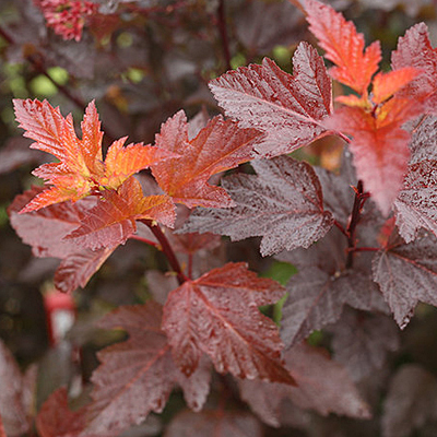Physocarpus o. 'Ginger Wine'
