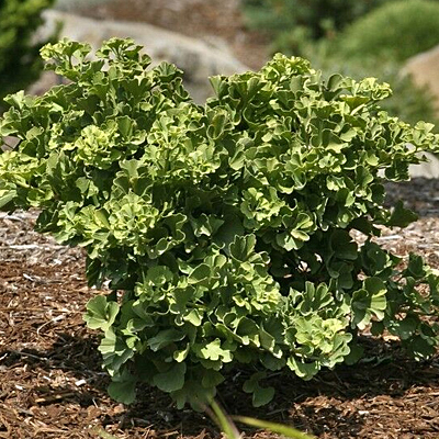 Ginkgo b. 'Mariken'