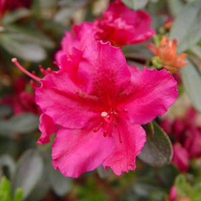 Azalea 'Girard's Fuchsia'