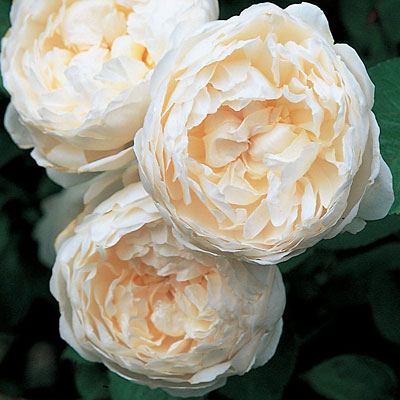 Rosa 'Glamis Castle'