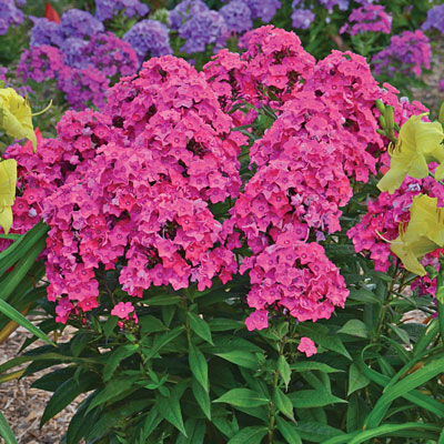 Phlox p. 'Glamour Girl'