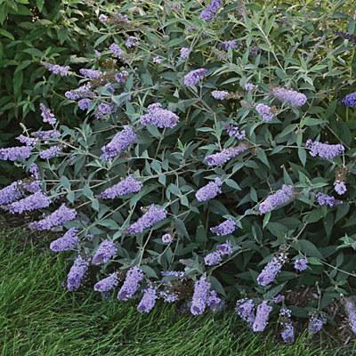 Buddleia d. 'Glass Slippers'