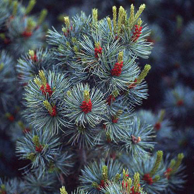 Pinus pa. 'Glauca Brevifolia'