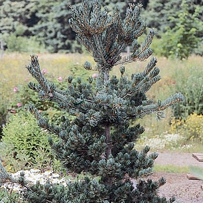 Pinus pa. 'Glauca Nana'