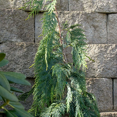 Chamaecyparis n. 'Glauca Pendula'