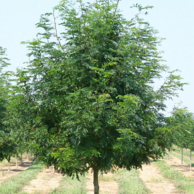 Gleditsia tri. var. inermis 'Skyline'