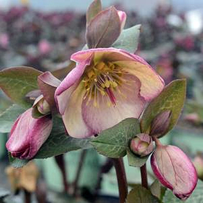 Helleborus x 'Frostkiss Glenda's Gloss'
