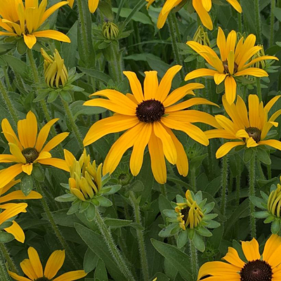 Rudbeckia x 'Glitters Like Gold'