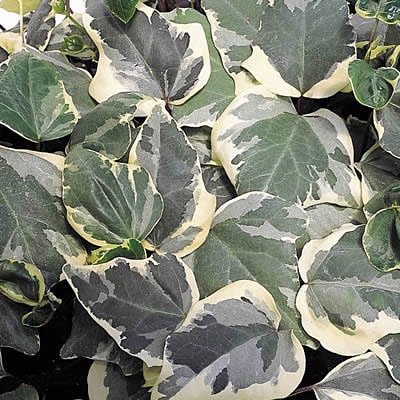 Hedera canariensis 'Gloire de Marengo'