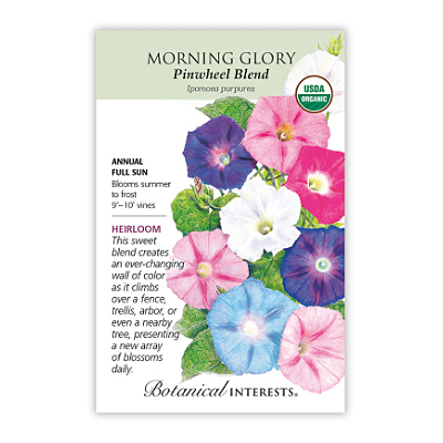 Seeds - BI Morning Glory Pinwheel Org