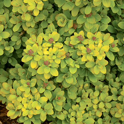 Spiraea b. 'Glow Girl'