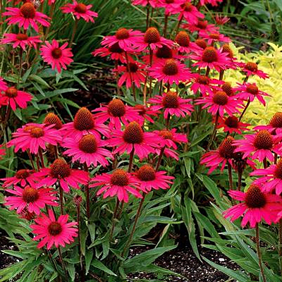 Echinacea x 'Glowing Dream'