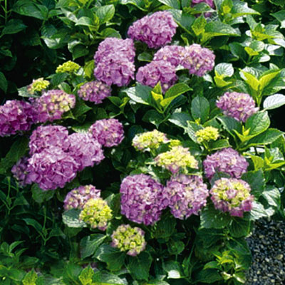 Hydrangea m. 'Glowing Embers'