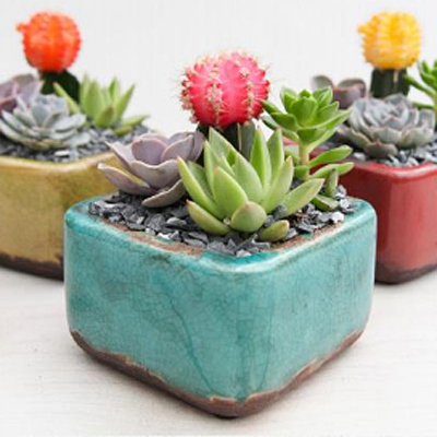 Gobi Cactus Garden